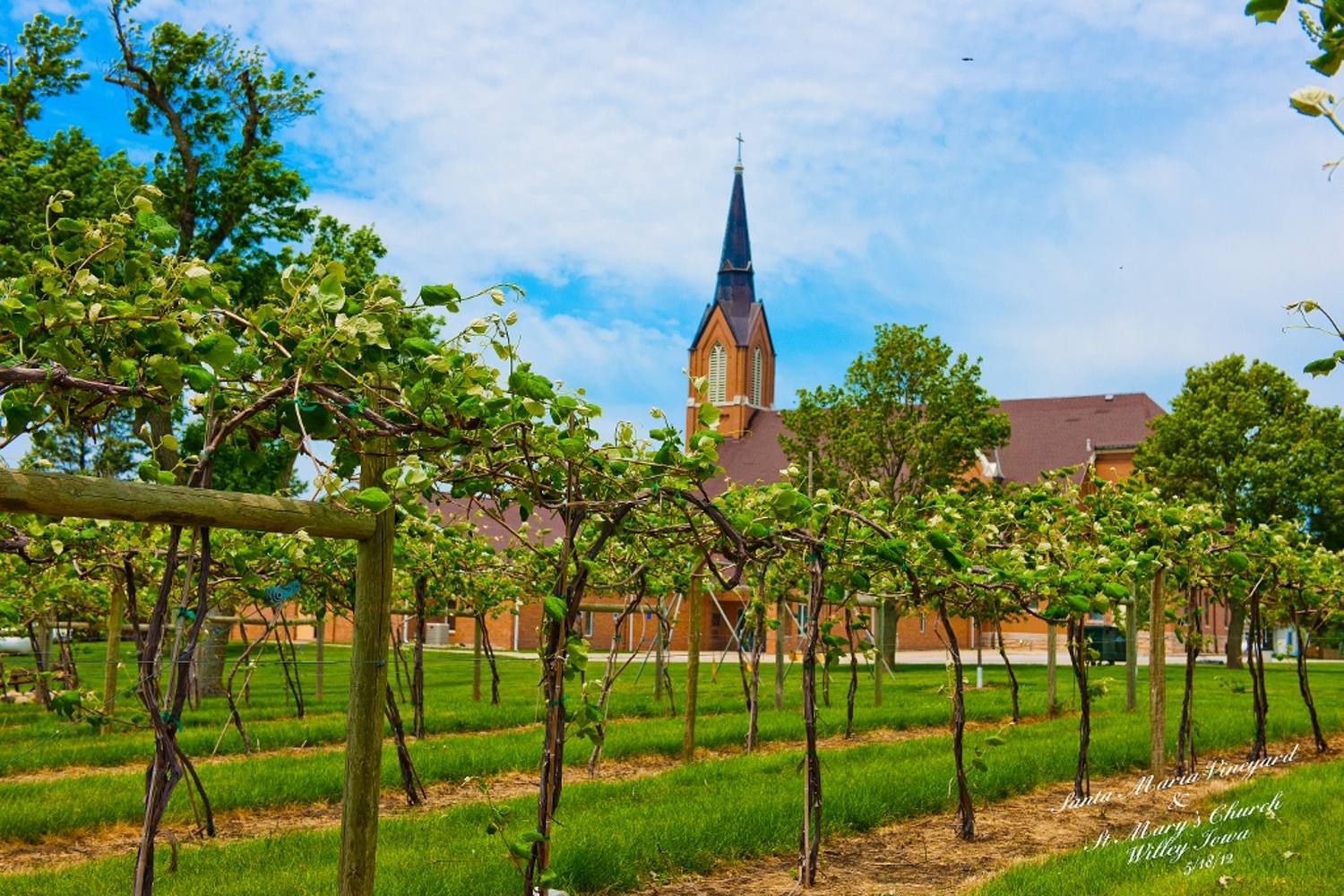 Young vineyard rows with St. Mary's Catholic Church steeple behind them in Willey, Iowa