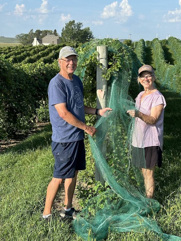 John and Rose Guinan pulling bird netting over a vineyard row
