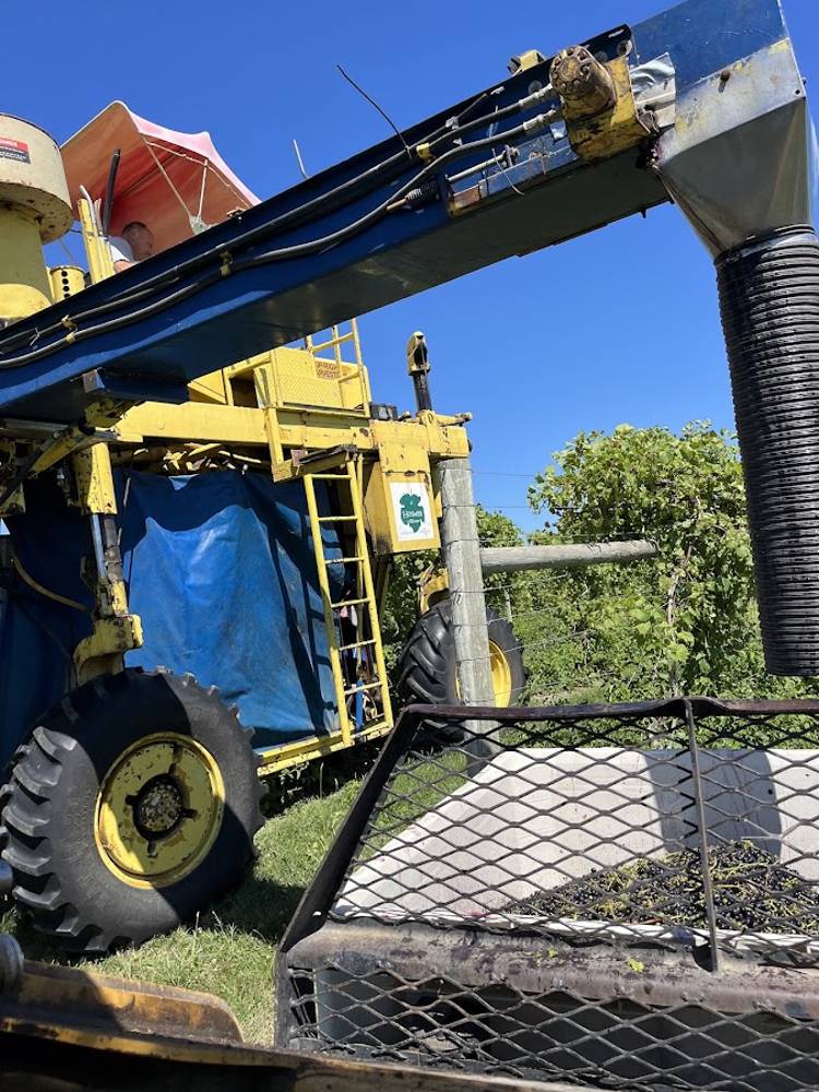 Mechanized upright grape harvester in the vineyard