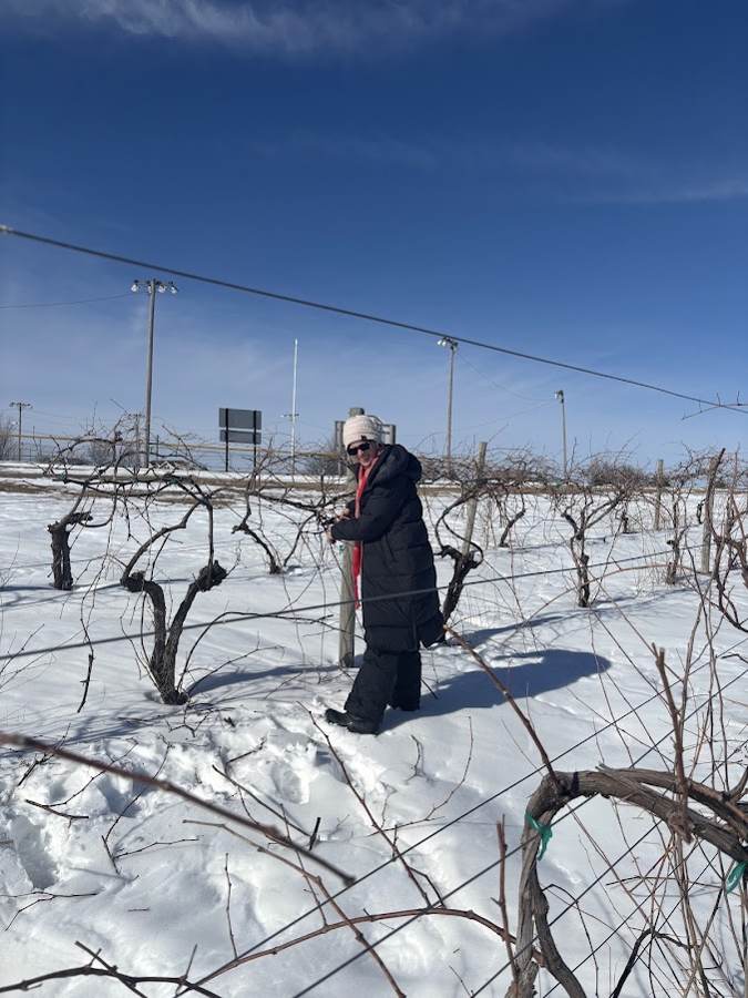Michelle pruning vines with snow on the ground