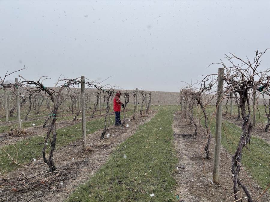 Dormant pruning underway across vineyard rows in February