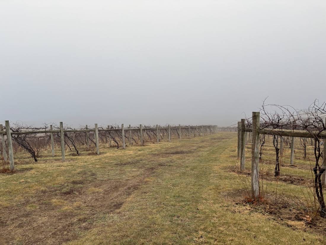 Fog over the dormant vineyard