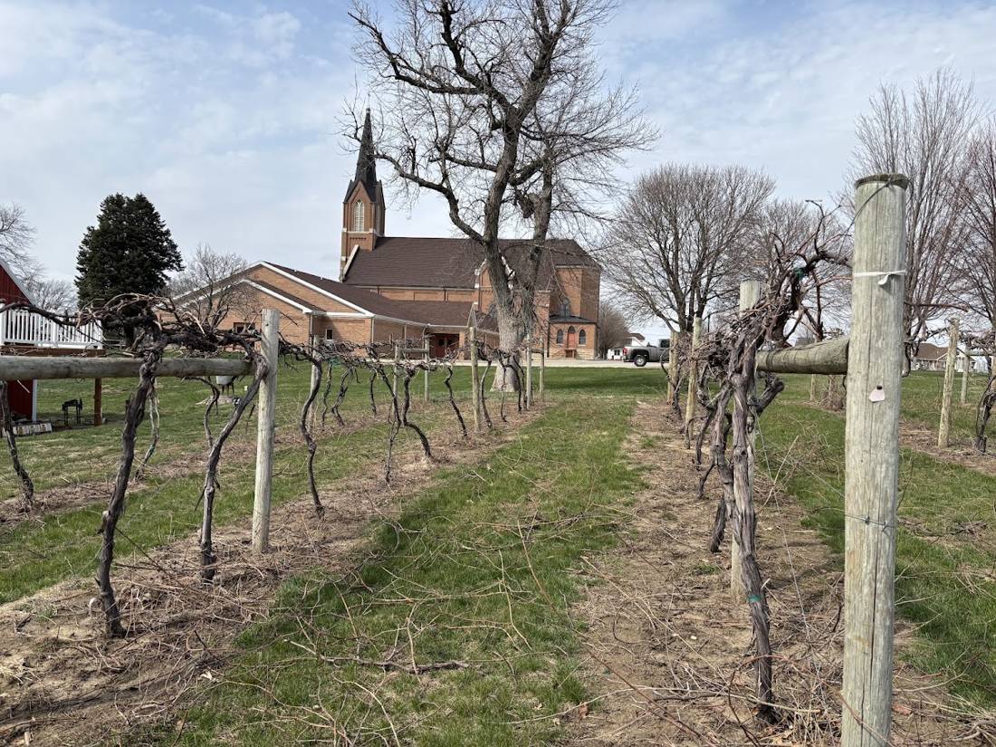Pruned vineyard in early spring with St. Mary's church beyond