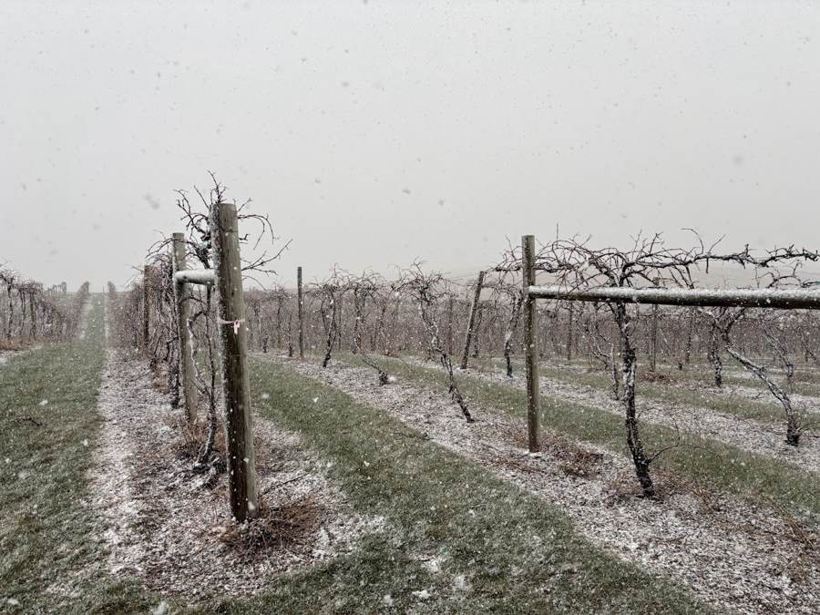 Snow falling through dormant vineyard rows