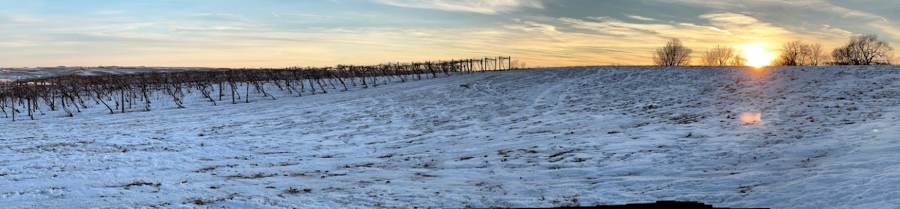 Sundown over snow-covered vineyard