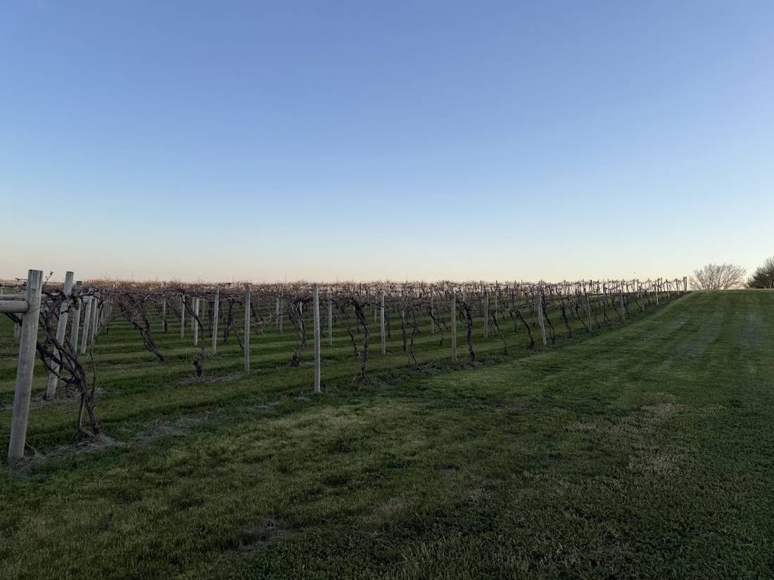 Blue hour over green vineyard rows