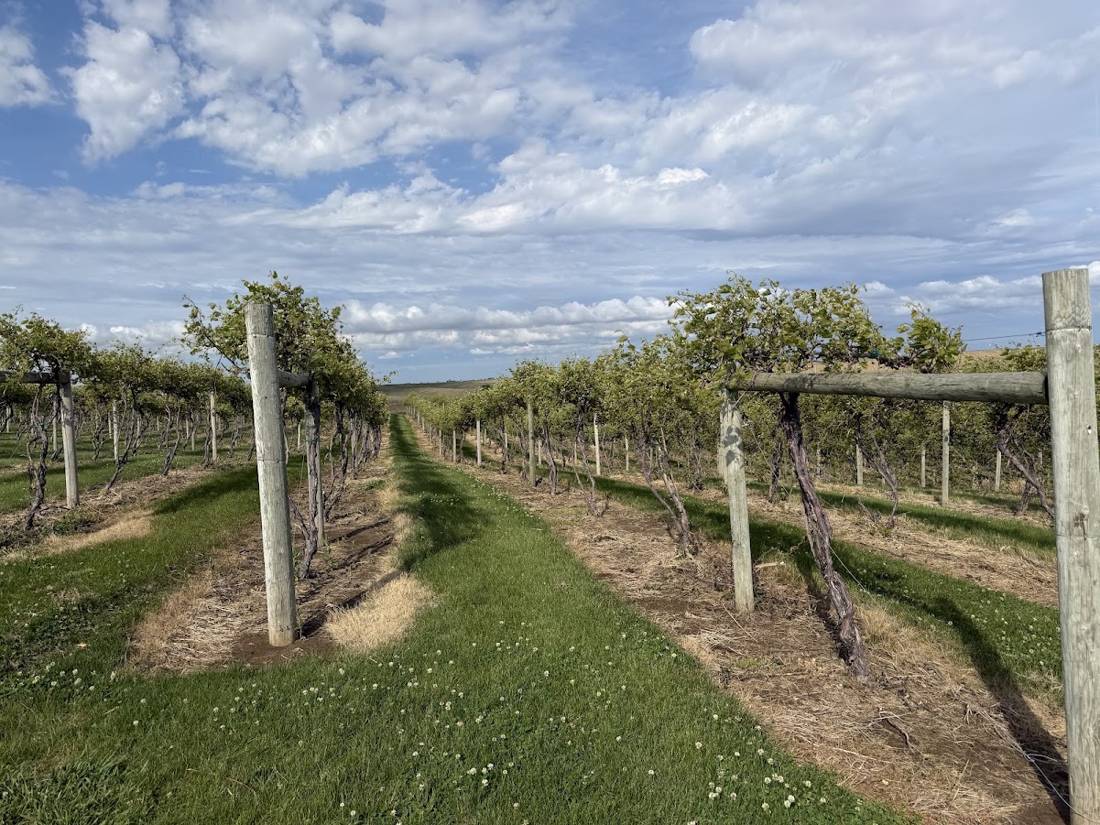 High cordon vines in full leaf