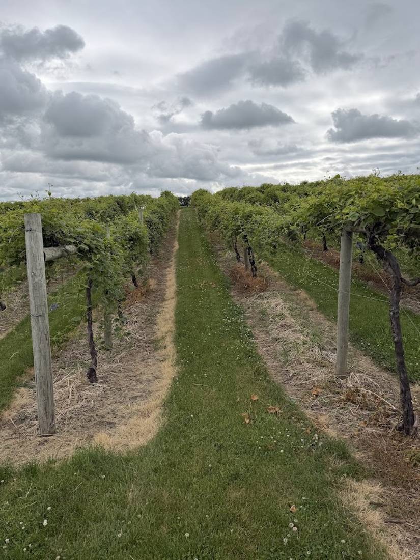Mowed alleys between full vineyard canopies