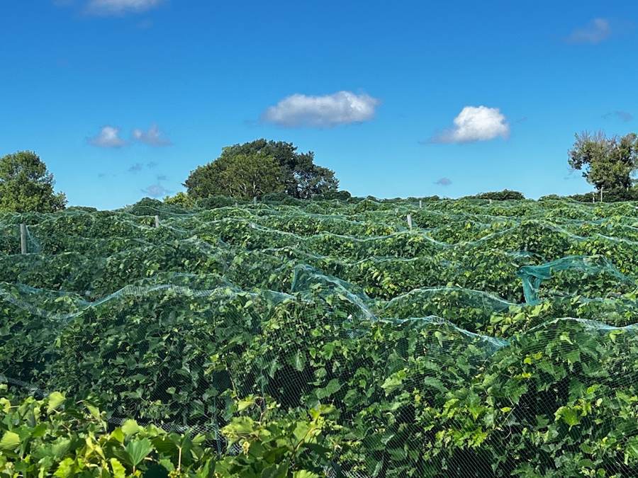 Vineyard rows under bird netting