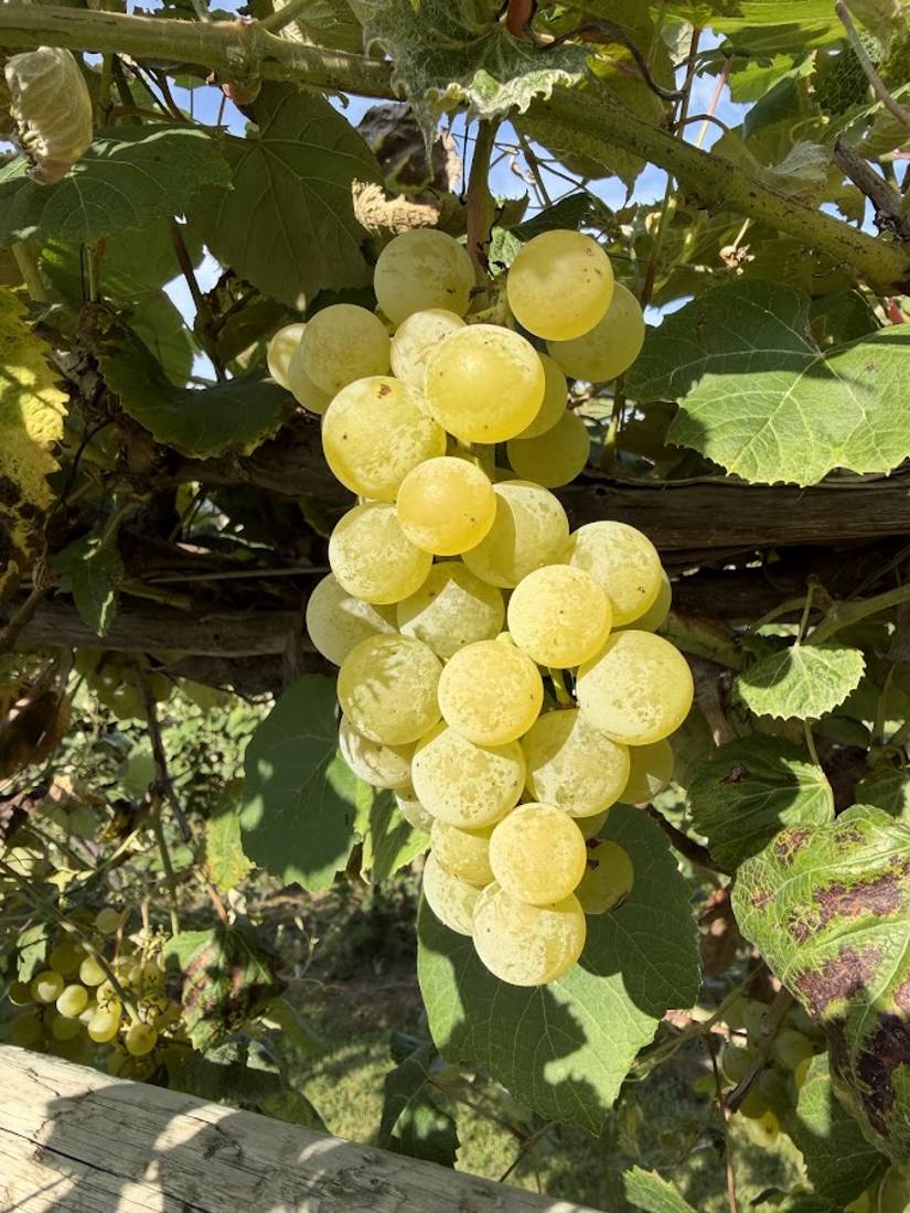 Ripe golden Edelweiss clusters on the vine