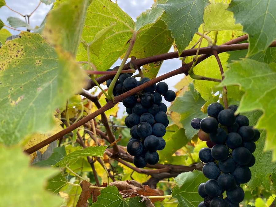 Saint Croix grapes at full color
