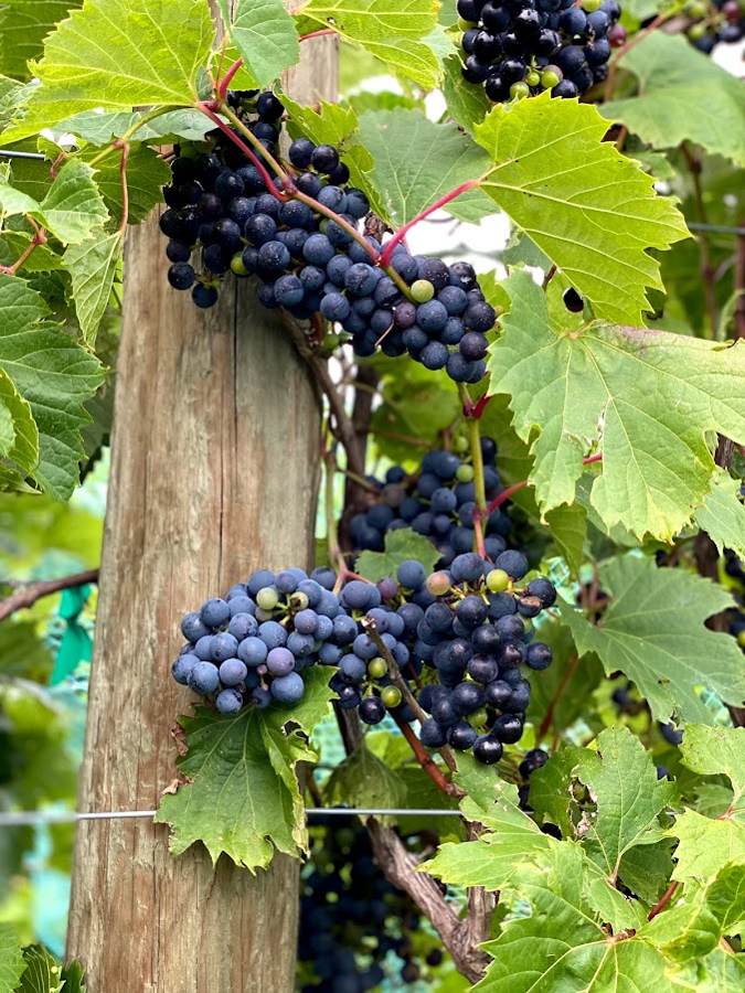 Ripe Frontenac clusters against a post