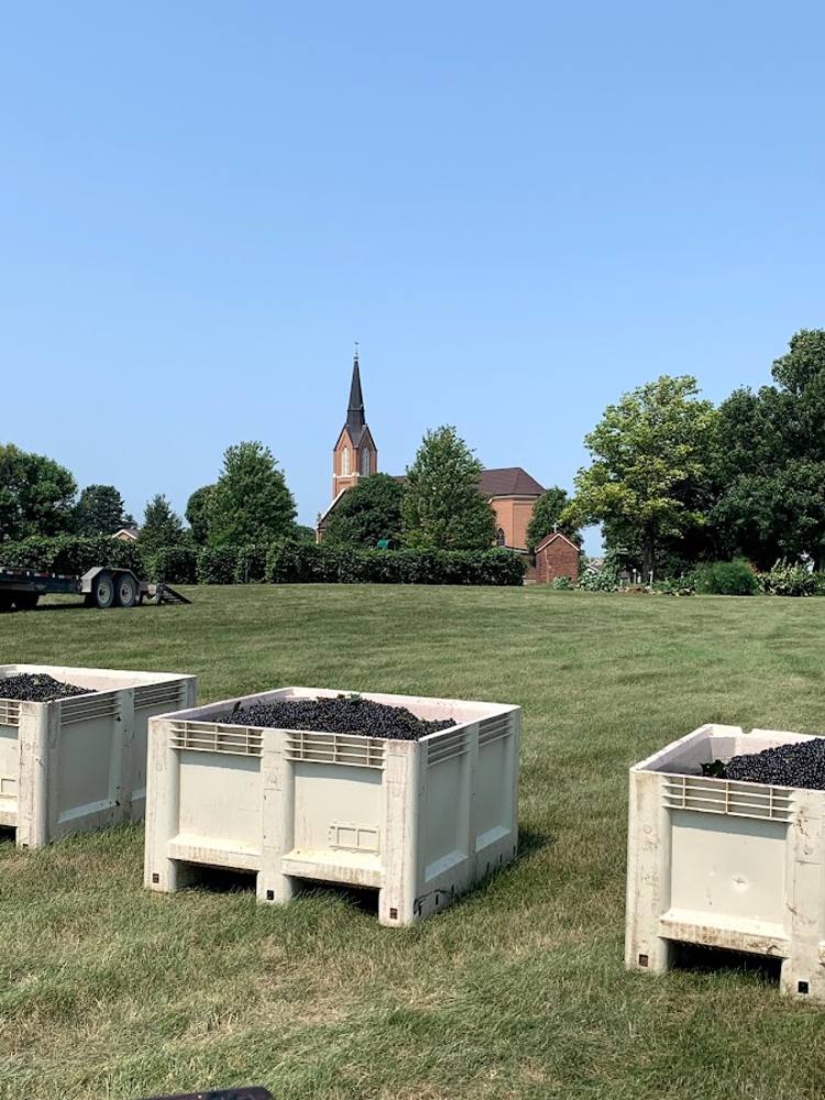 Harvest bins of red grapes under St. Mary's steeple