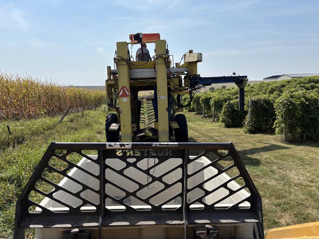 Grape harvester working rows beside a cornfield