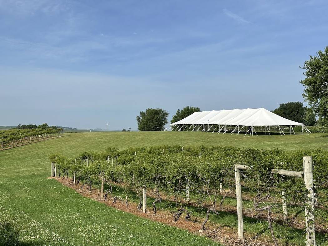 Event tent on the hill above the vineyard blocks