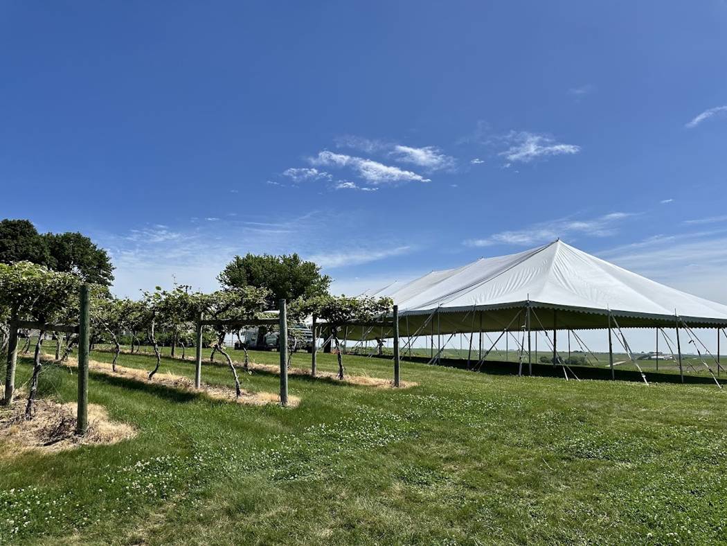 Vineyard rows running up to the event tent line